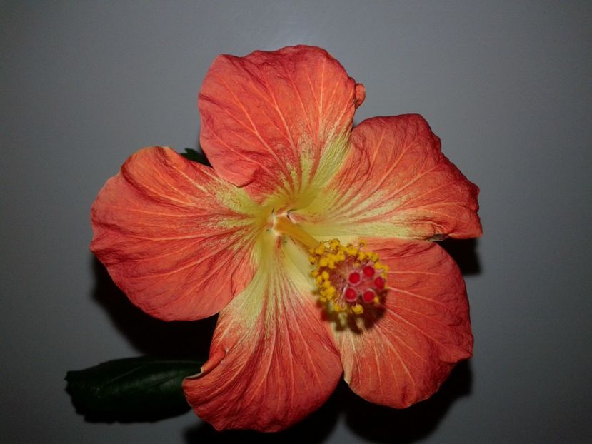  - Hibiscus MT Sixtynine