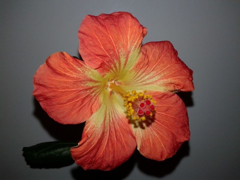  - Hibiscus MT Sixtynine