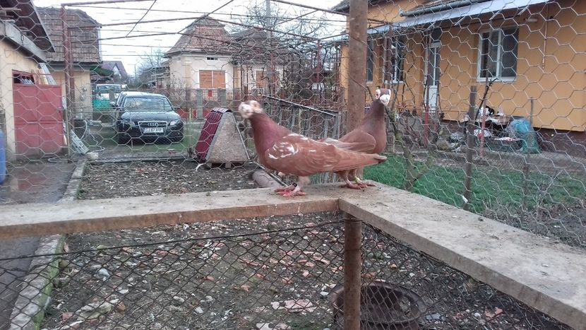  - Carunculati de oradea