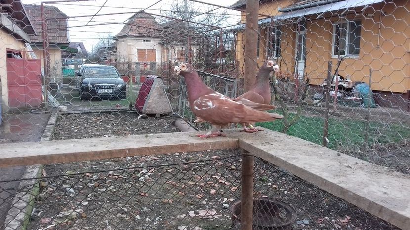  - Carunculati de oradea