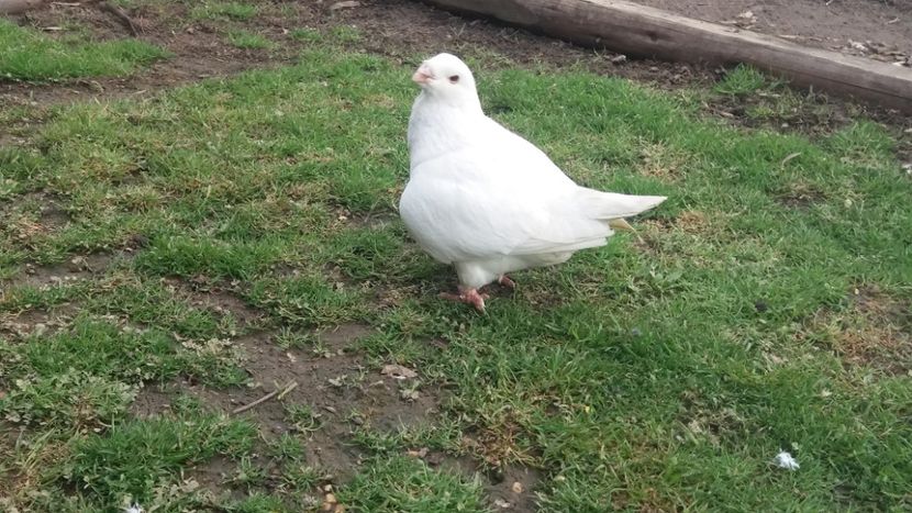 Mas 2015 - AGH PENTRU 2018