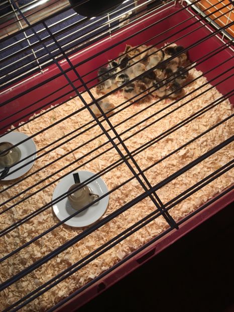 image - 0 Sa Înceapă Nebunia