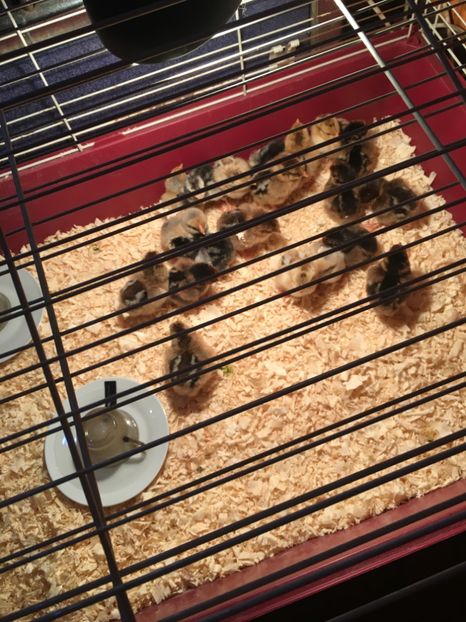 image - 0 Sa Înceapă Nebunia