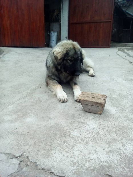  - Novac de pe Somes - Ciobanesc Romanesc Carpatin