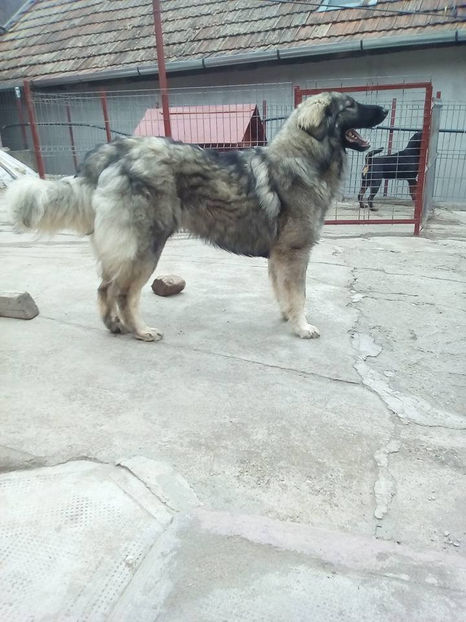  - Novac de pe Somes - Ciobanesc Romanesc Carpatin