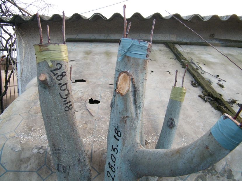  - Primul pom altoit 2018