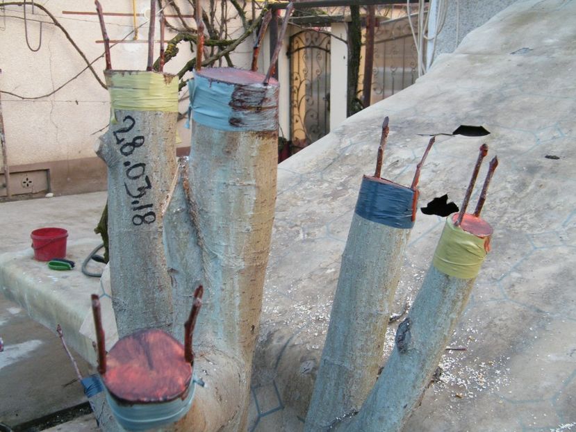  - Primul pom altoit 2018