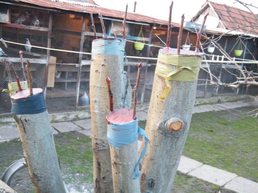  - Primul pom altoit 2018