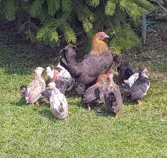 Am mai crescut și noi - a-Pui Pitici 2018