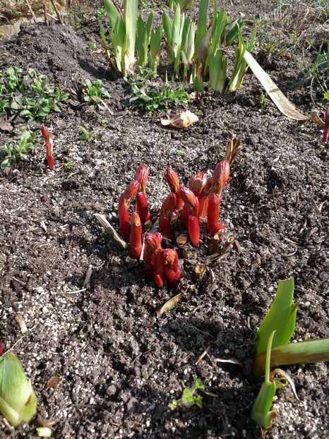  - 2018 - 01 - Primavara