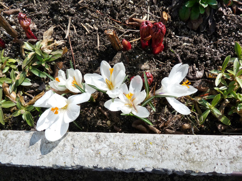  - 2018 - 01 - Primavara