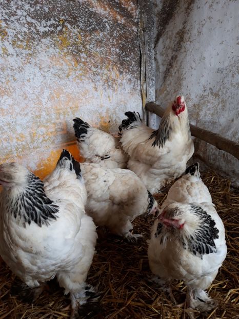  - Brahma herminat deschis