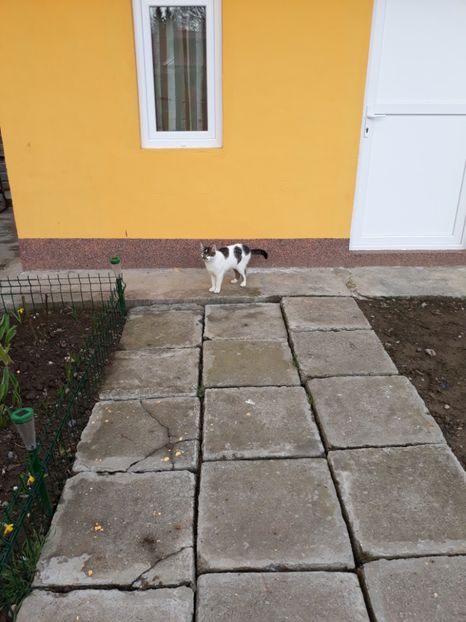 Mini - Pisicii mei dragi - Dex și Mini