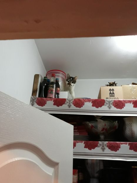 Mini - Pisicii mei dragi - Dex și Mini