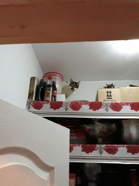 Mini - Pisicii mei dragi - Dex și Mini