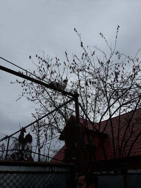 Mini - Pisicii mei dragi - Dex și Mini