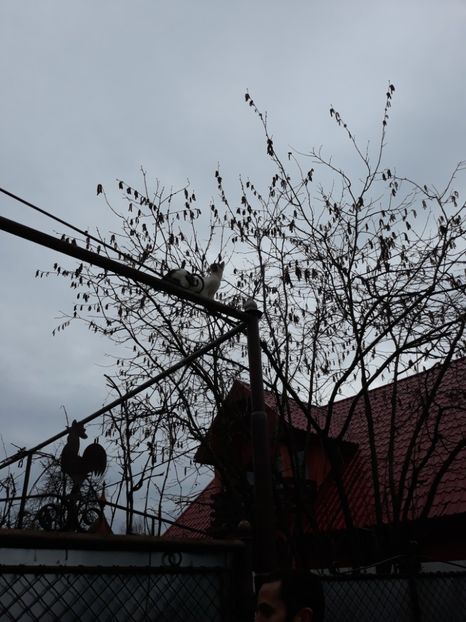  - Pisicii mei dragi - Dex și Mini