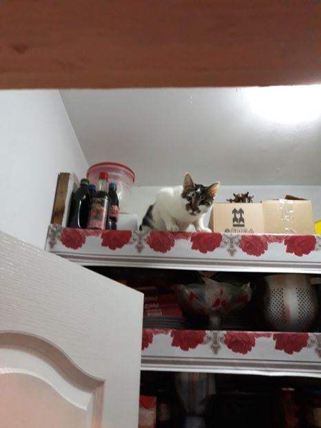 Mini - Pisicii mei dragi - Dex și Mini