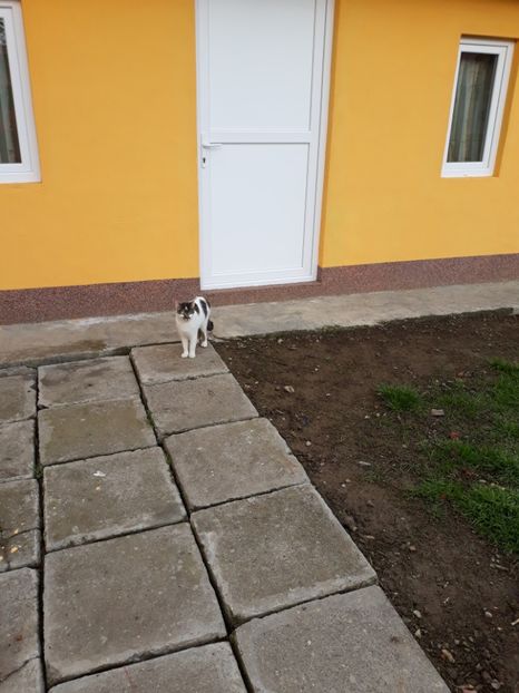  - Pisicii mei dragi - Dex și Mini