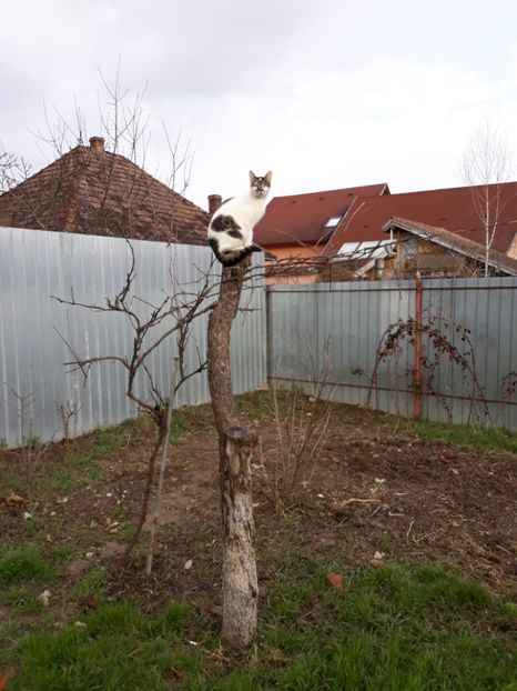 Mini - Pisicii mei dragi - Dex și Mini