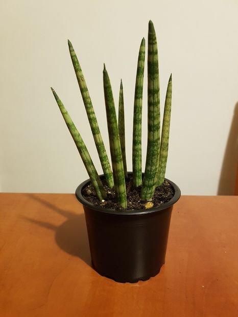 Sansevieria cylindrica - Sansevieria