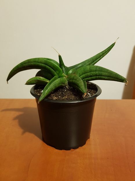 Sansevieria ed eby - Sansevieria