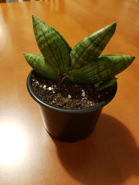 Sansevieria boncellensis - Sansevieria