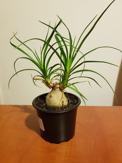 Beaucarnea recurvata - Cactusi si plante suculente 2017-2018-2019