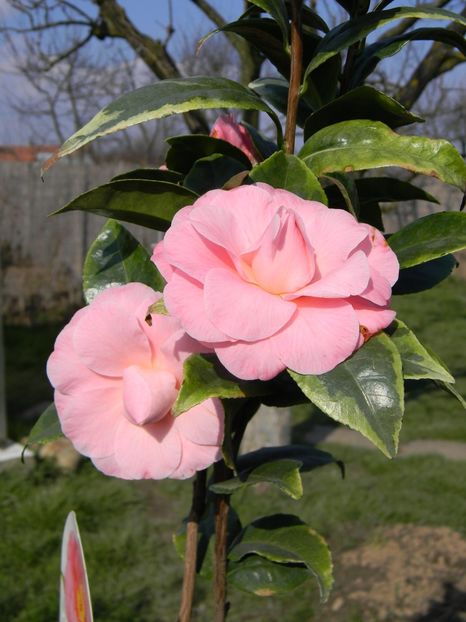 dazzling pink - 1 Gradina 2018