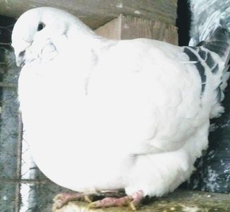 110388829_LXOTSJI3 - - A - CRESCATOR POLIVALENT