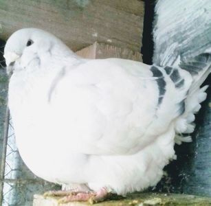 110389518_JYVTWIV3 - - A - CRESCATOR POLIVALENT