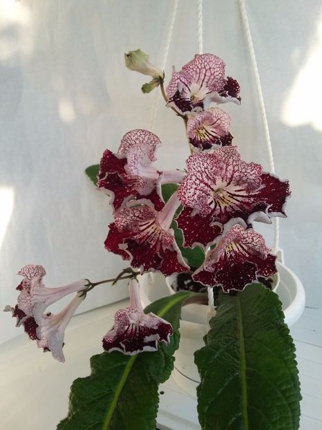 UA-1599 (29-03-2018) - Streptocarpusi 2018