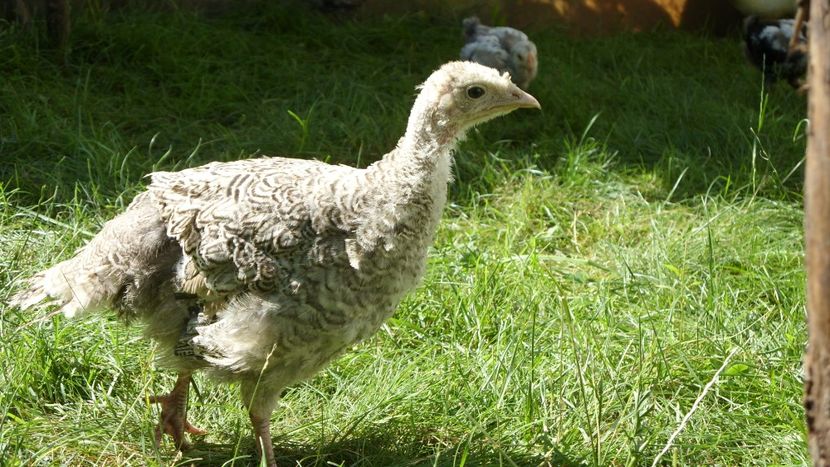  - CURCA- 9 ani alături de mine