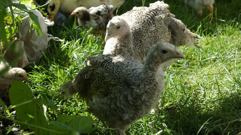  - CURCA- 9 ani alături de mine