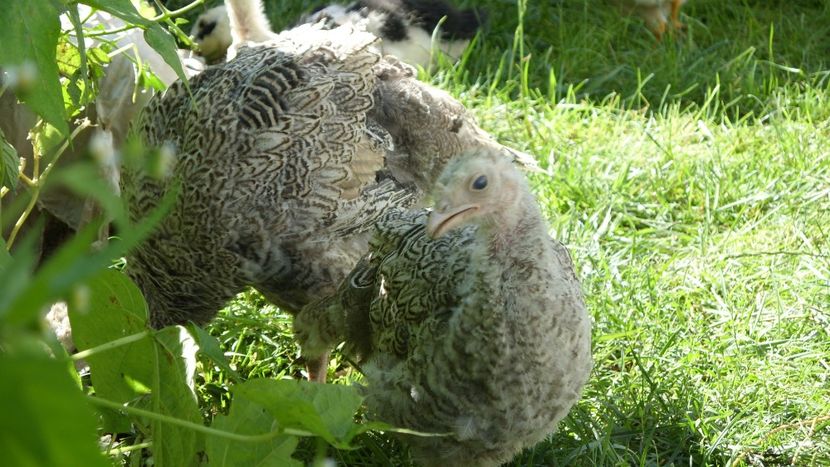  - CURCA- 9 ani alături de mine