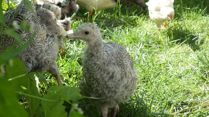  - CURCA- 9 ani alături de mine