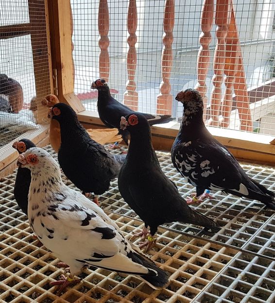  - CARUNCULATI Pentru 2020