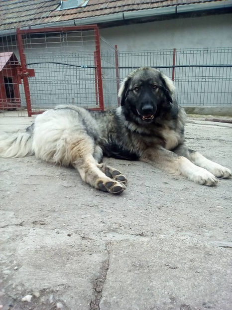  - Novac de pe Somes - Ciobanesc Romanesc Carpatin