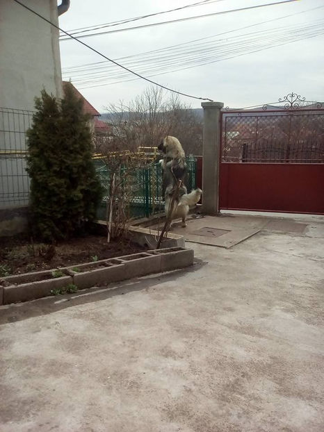  - Novac de pe Somes - Ciobanesc Romanesc Carpatin