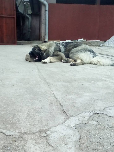  - Novac de pe Somes - Ciobanesc Romanesc Carpatin
