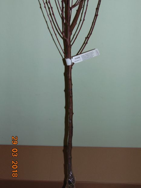 piersic SANGUINE de SAVOIE - piersic RUBINO SANGUINE de SAVOIE-rosu