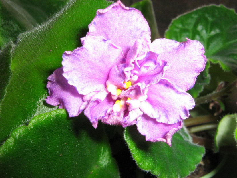 rs diadema - violete africane