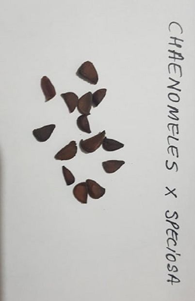 Chaenomeles X Speciosa seminte - Gutuiul Japonez - Chaenomeles Speciosa