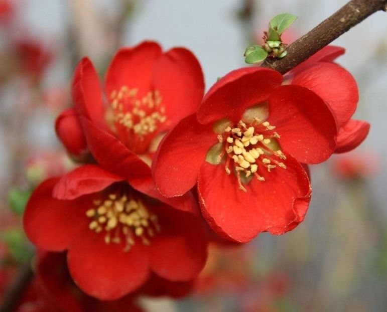 Chaenomeles X Speciosa seminte - Gutuiul Japonez - Chaenomeles Speciosa