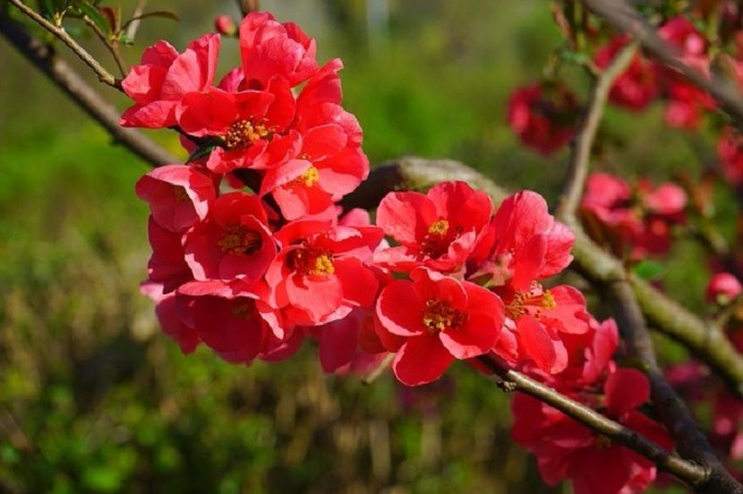 Chaenomeles X Speciosa - Gutuiul Japonez - Chaenomeles Speciosa