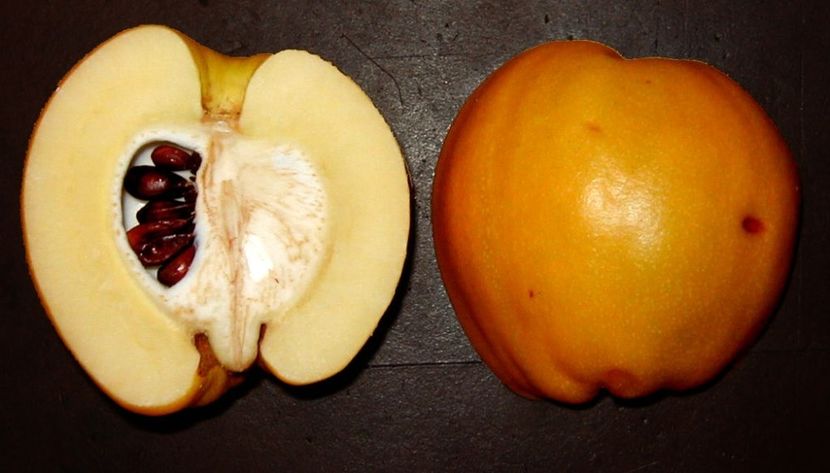 Chaenomeles X Speciosa seminte pentruplantat - Gutuiul Japonez - Chaenomeles Speciosa