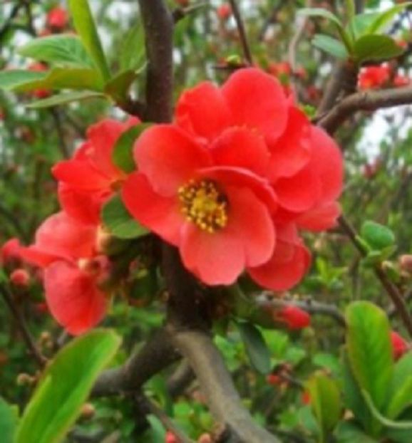 Chaenomeles X Speciosa seminte - Gutuiul Japonez - Chaenomeles Speciosa