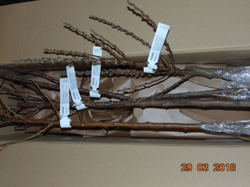 Coletul Starkl - Martie 2018 - cais SUNROSSO