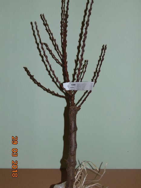 DWARF altoit pe tulpina la 50 cm ( STARKL ) - Piersici si Nectarini DWARF