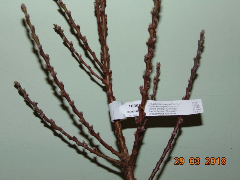 piersic dwarf CRIMSON  ( purpuriu ) - Piersici si Nectarini DWARF